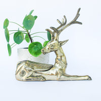 Brass Stag Box