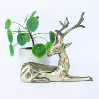 Brass Stag Box
