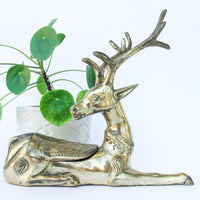 Brass Stag Box