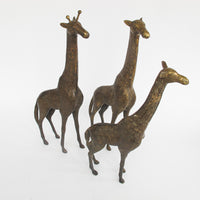 Set of 3 Brass Giraffes