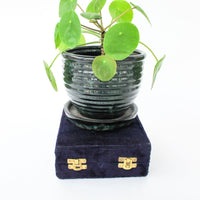 Two matching brass champagne flutes in a blue velvet box