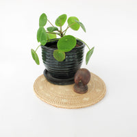 Small Matai Wood Kiwi Bird - Made in New Zealand