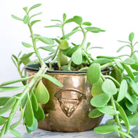 Hammered Brass Lion Planter with Decorative Handles