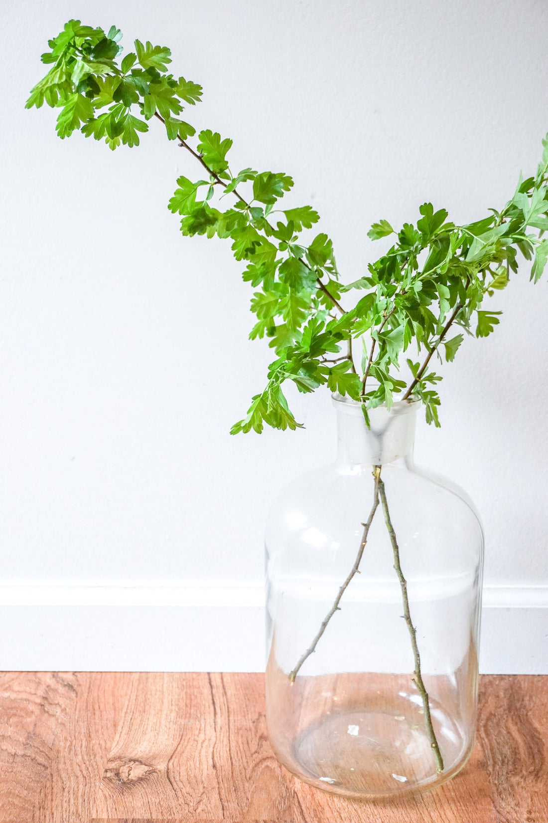 Clear Glass Jug Demijohn