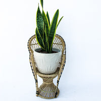 Peacock Chair Plant Stand