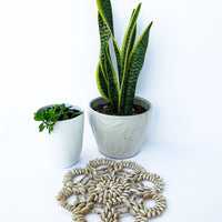 Shell Trivet Set of Two