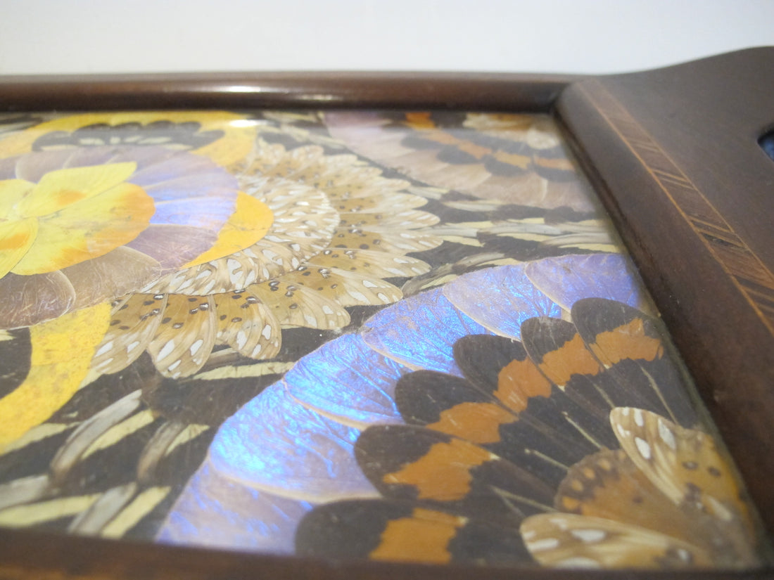 Butterfly Wing Tray From Brazil with Hand Carved Wood Frame and Glass Top
