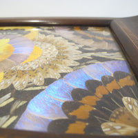 Butterfly Wing Tray From Brazil with Hand Carved Wood Frame and Glass Top