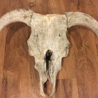 Sunbleached Weathered Vintage Bull Skull with Hanging Wire
