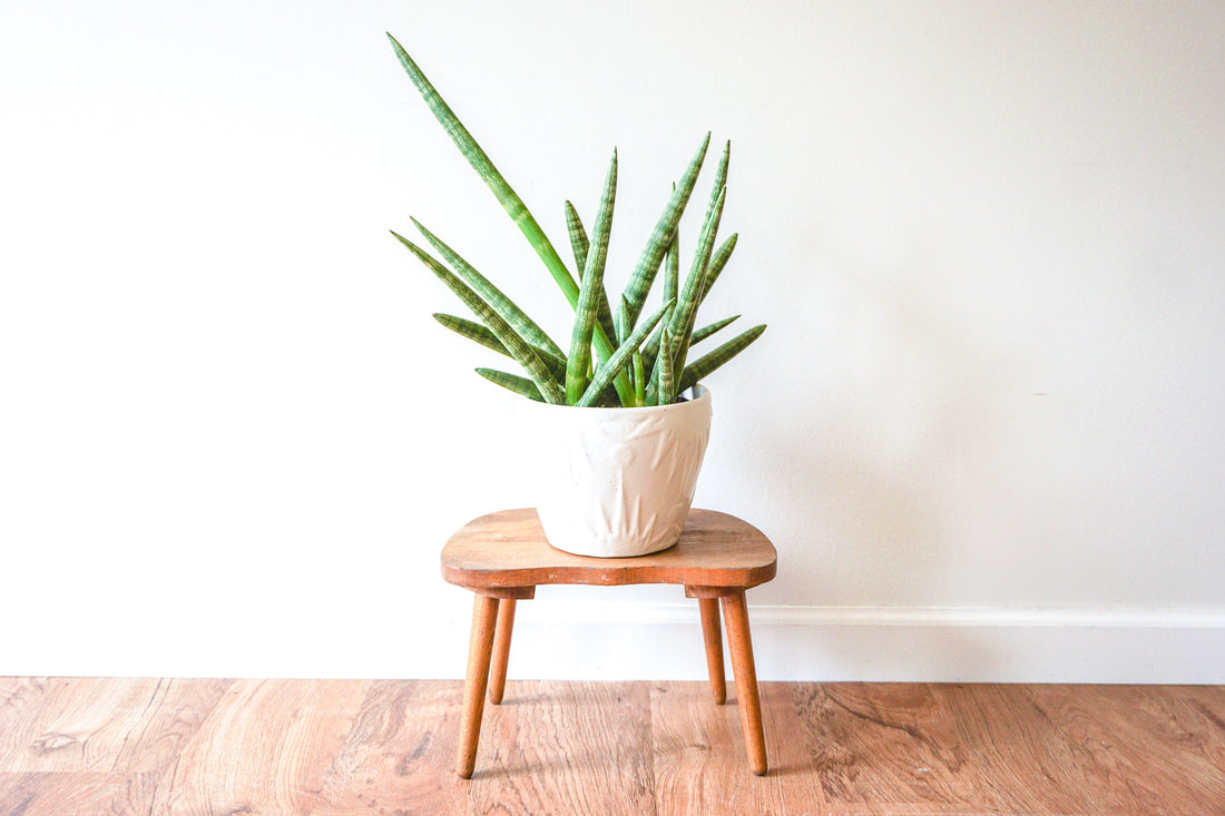 Midcentury Modern Solid Wood Plant Stand with Four Legs