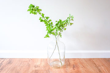 Clear Glass Jug Demijohn