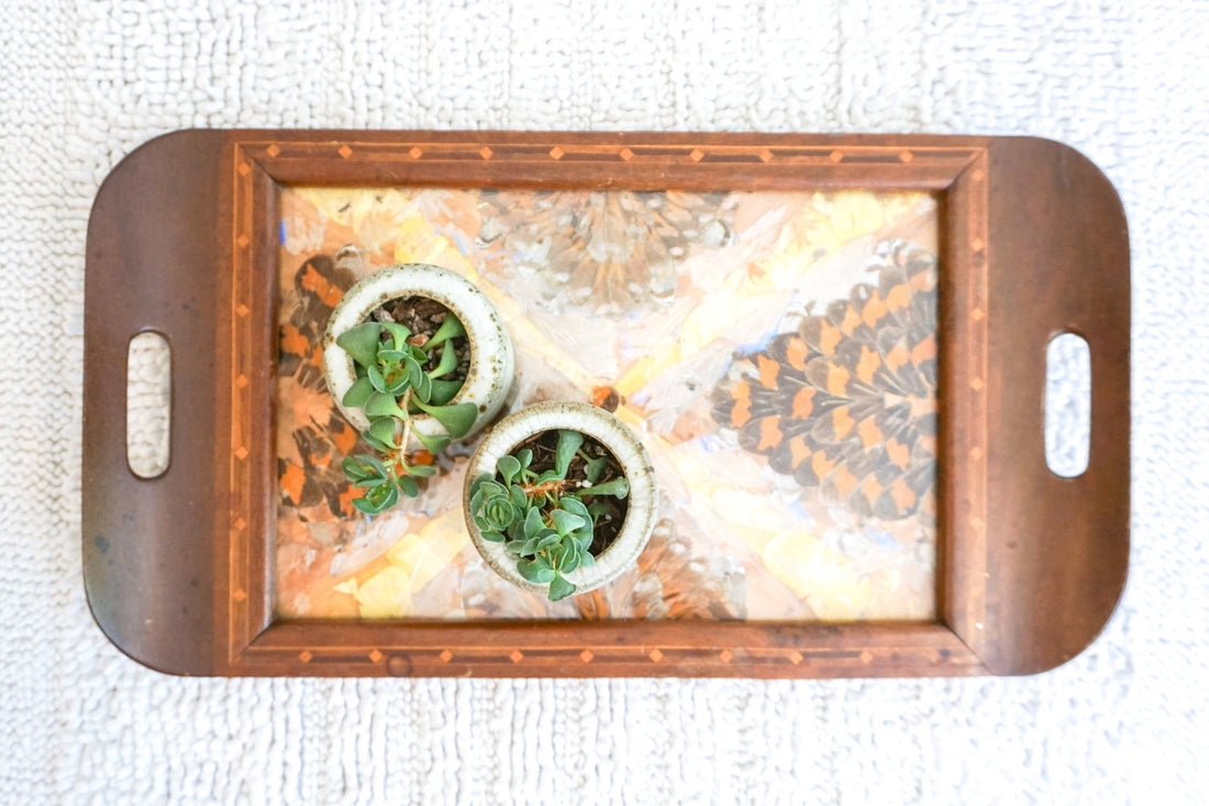 Butterfly Wing Tray From Brazil with Hand Carved Wood Frame and Glass Top